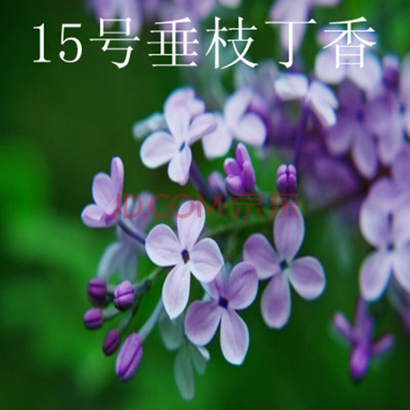 雪沫 丁香花苗 庭院盆栽 可开花植物 浓香花卉 垂枝丁香 10年苗