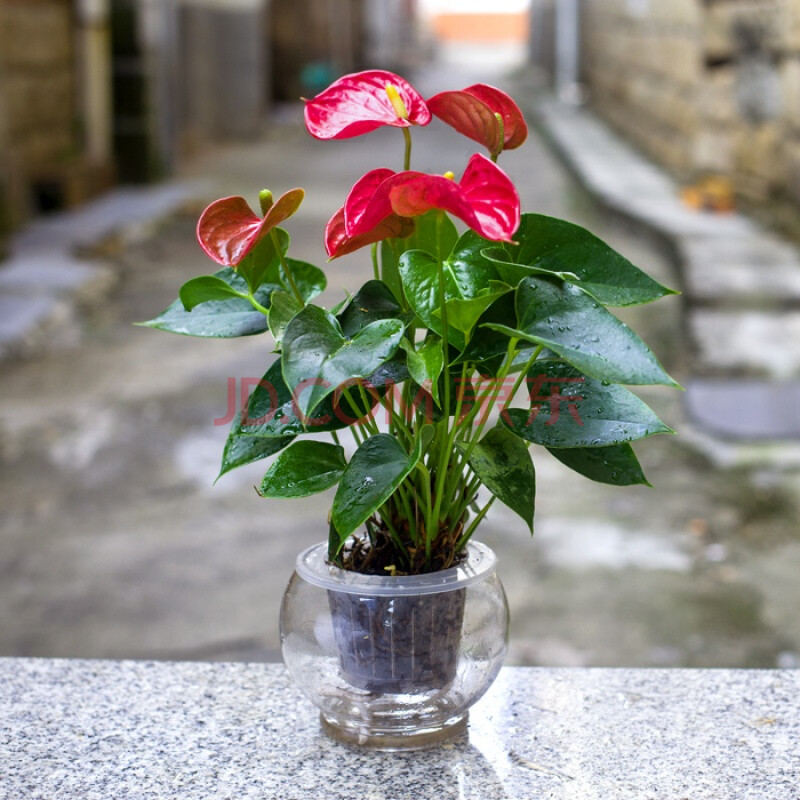 绿植盆栽四季花卉客厅水培植物整套室内防辐射水养植物 盆花 红掌 不