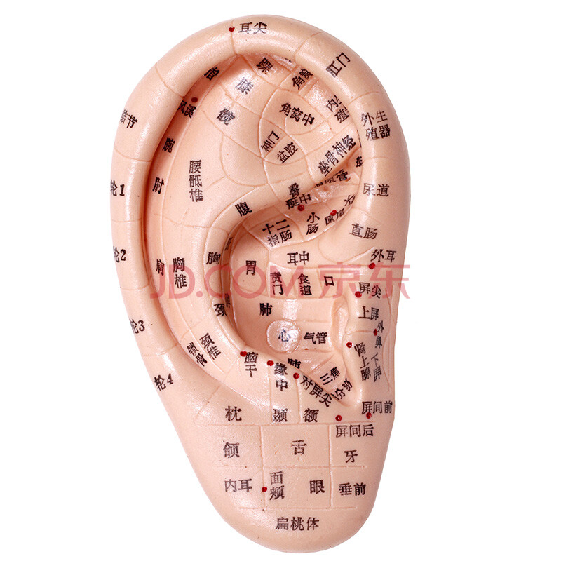 艾怡佳 17cm耳穴针灸模型 耳朵反射区模型 耳模 耳部针灸穴位模型