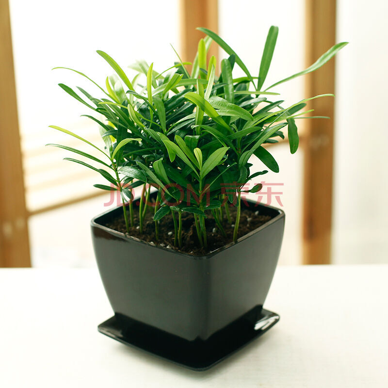 罗汉松室内绿植室内盆栽四季花卉观花植物办公室小盆栽仿真花客厅