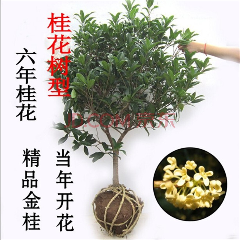 桂花树苗盆栽地栽 庭院桂花 盆栽桂花苗 嫁接桂花苗金桂丹桂四季桂