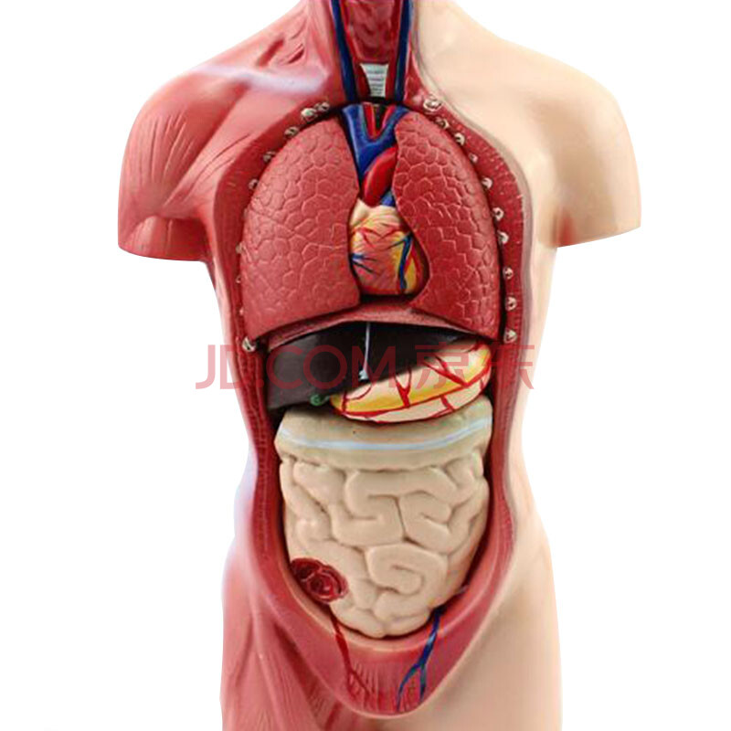 颐诺enovo 人体内脏解剖模型器官结构模型躯干模型 26cm躯干模型