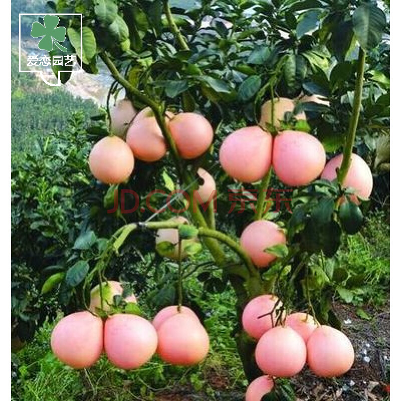 3、平和三红柚苗：福建省平和县正大蜜柚苗有限公司怎么样？ 