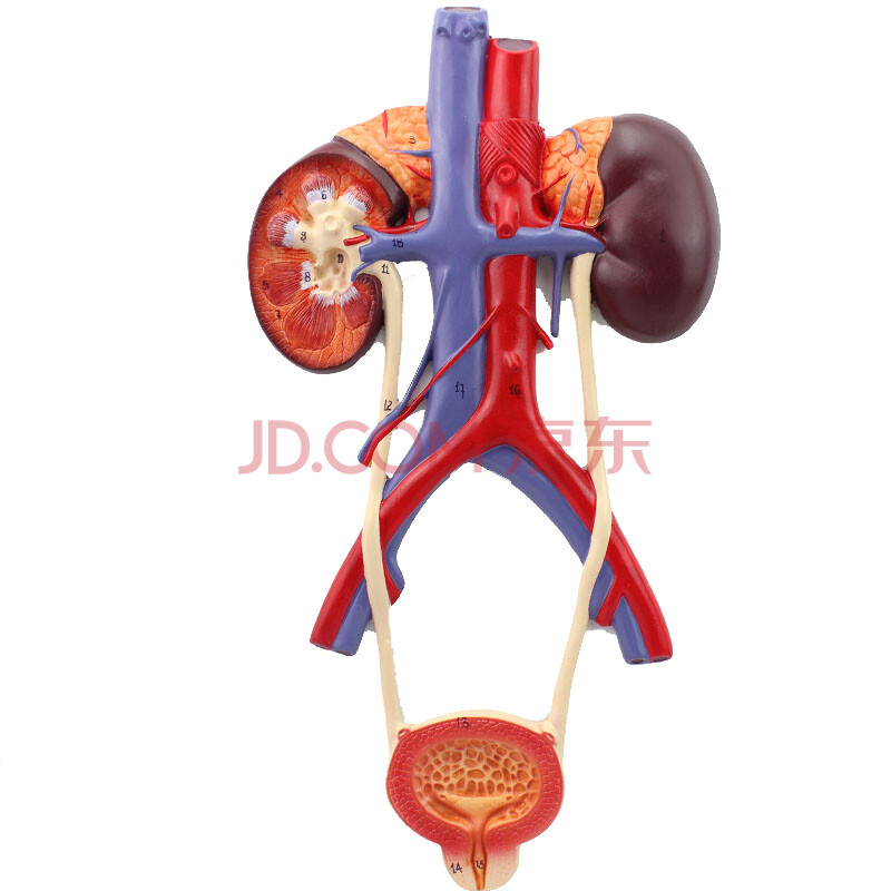 颐诺人体泌尿系统模型输尿管膀胱尿道模型肾解剖模型人体膀胱模型医学