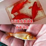 婺源荷包鲤元宝鲤红鲤鱼短身观赏鲤鱼招财鱼风水鱼锦鲤淡水鱼冷水鱼红