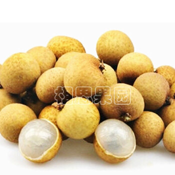 新鲜泰国龙眼（净重1KG）