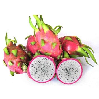 越南火龙果原包装（9KG/箱）