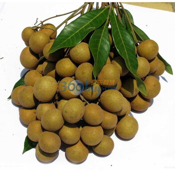 泰国龙眼（净重约2kg）进口新鲜水果