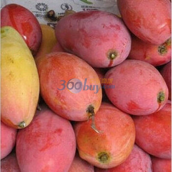 海南红金龙芒果 净重约3.1kg 新鲜水果
