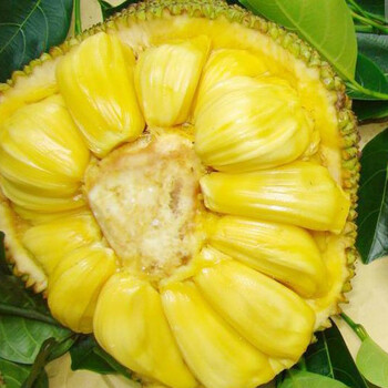 菠萝蜜1个 约10KG以上 按个销售
