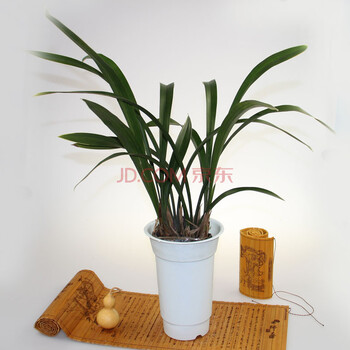 花勿缺 兰花盆栽 植物盆景办公室 防辐射 吸甲醇 净化空气 棕色兰花盆
