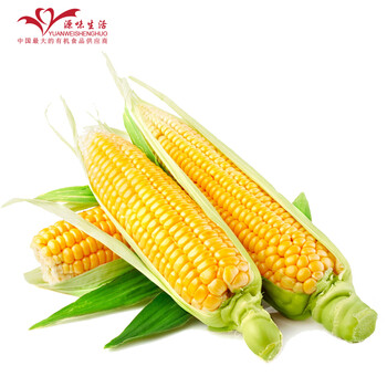 【源味生活】山西特产!超甜玉米棒 水果玉米6