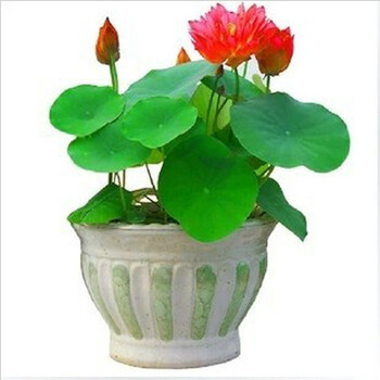 木轩 花卉种子 畅销水生植物荷花水莲碗莲礼包