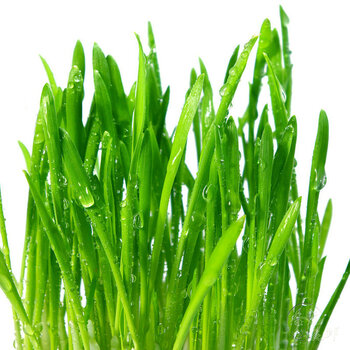 香远 蔬菜种子 家庭阳台种植 盆栽蔬菜水果种子