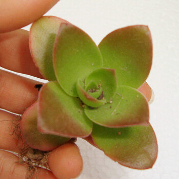 立泰悦达 多肉植物 绿色盆栽植物 适合办公桌客