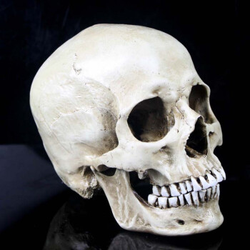 盛泉仿真11人类头骨模型面具医学头骨模型树脂骷髅头白色
