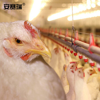 安赛瑞 鸡用六分方管钢球饮水器 鸡用弹簧卡式饮水器养鸡乳头鸡用球阀式饮水器 10个装 530100