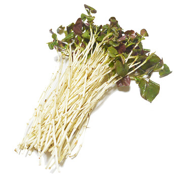 莘县馆新鲜鱼腥草折耳根嫩芽带根约2kg
