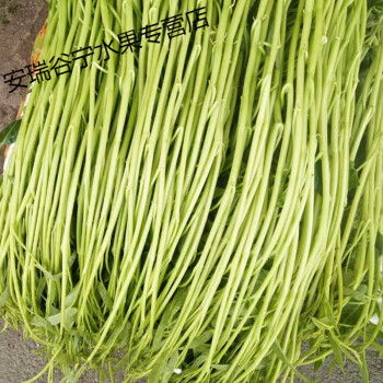 广西博白特产新鲜空心菜菜标水蕹菜新鲜蔬菜菜苗123斤新鲜菜标净重1斤
