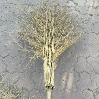 兰诗 YH605 大扫把扫水扫雪竹扫把扫院子工地养殖场工厂车间扫帚 老枝脱叶款4斤