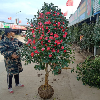 庭院耐寒花卉植物大型山茶花树苗四季常青耐冬耐冻茶花树苗绿植花耐冬