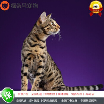 绿柒号活体豹子猫活体孟加拉豹子猫活体纯种豹子猫幼崽宠物猫咪短毛