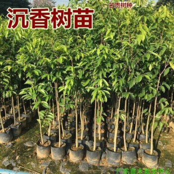 正宗沉香树苗海南奇楠沉香苗小叶紫檀金丝楠木苗名贵树盆栽沉香一年苗