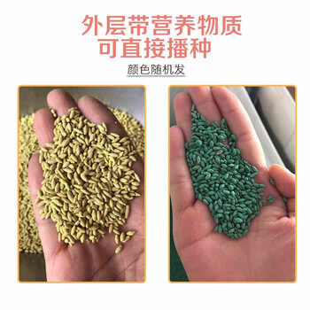 SB 四季草坪种子护坡草籽 护坡卫士 一斤价 此单品不零售 起订量5斤 企业定制