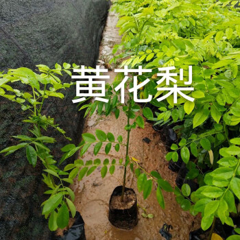 名贵正宗海南沉香树苗金丝楠木树苗海南黄花梨树苗台湾小叶紫檀苗sy黄