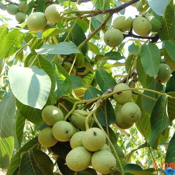 北方种植山核桃8518盆栽地栽庭院阳台果树苗文玩薄壳纸皮核桃当年结果