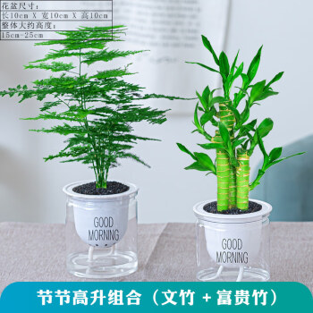 稳匠多肉花卉植物室内花吊兰富贵竹办公桌面水培小绿植盆栽节节高升