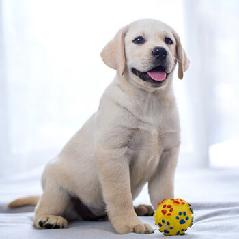 拉布拉多高智商宠物狗狗幼犬血统纯种中型犬黄色黑色巧克力色白色