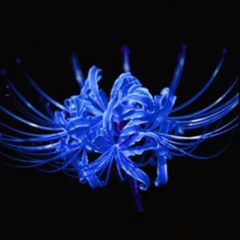 波思菊种子 种子种子 盆栽花卉 彼岸花 种球 红花石蒜花-曼珠沙华