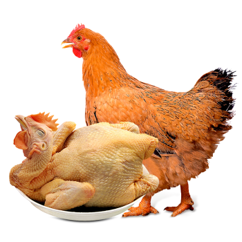 温氏 供港土黄鸡 1.2kg 供港黄油鸡 高品质供港鸡 农家慢养土鸡母鸡走地鸡 慢养110天以上