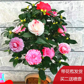盆栽茶花苗香妃茶花五色赤丹带花苞浓香型庭院室内山茶花树苗花卉植物