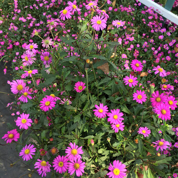 姬小菊花苗盆栽室外庭院阳台窗台花卉花四季开花季小菊盆栽带花发稀有
