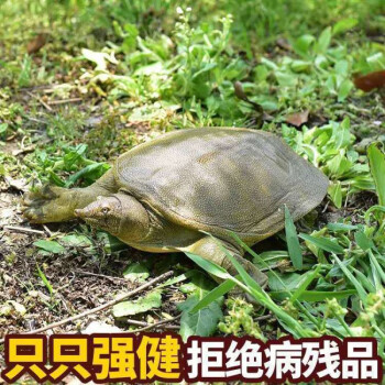 外塘大甲鱼活体生态王八中华鳖鲜活老鳖团鱼水鱼特产品买一赠一合计25