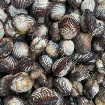 青樱红荔海鲜水产贝类6斤毛蛤新鲜蛤蜊大毛蛤贝类血蛤大毛蚶海毛蛤