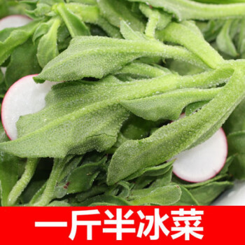 山东新鲜非洲冰菜冰草农家新鲜蔬菜火锅即食生吃沙拉菜一斤半冰菜泡沫