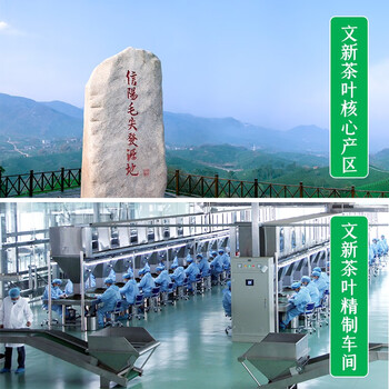 文新绿茶品道信阳毛尖特级240g2024年雨前礼盒装新茶上市