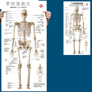 萝朗 标准人体骨骼图大挂图片全身高清人体骨骼结构图解剖图全身海报