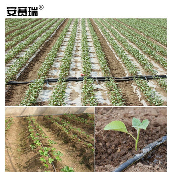 安赛瑞 滴灌带 贴片式滴灌带 膜下滴灌管 1500米 蔬菜水果大棚自动灌溉水管 滴头间距15cm 27378