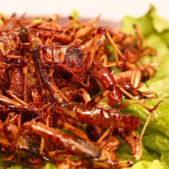 油炸蚂蚱多种规格香辣孜然椒盐五香即食蝗虫蚱蜢零食麻辣养殖昆虫美食