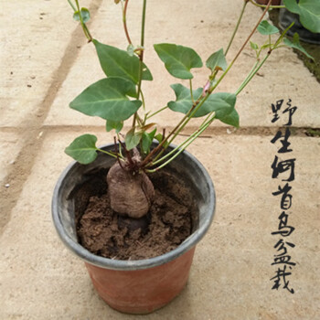 盆景阳台室内观叶植物何首乌野生种植苗可食用爬藤植物6cm粗带叶子