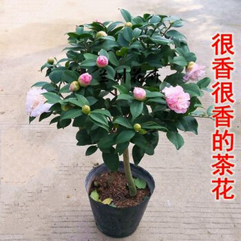 香妃茶花盆栽带花苞烈香花苗盆景老桩耐寒耐冻茶花浓香型花卉植物香妃