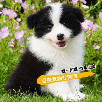 百盛双血统纯种边境牧羊犬幼犬出售高智商黑白色边牧活体宠物狗视频选