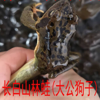 顺丰东北林蛙长白山母豹子活蛤蟆活林蛙产发2斤每斤1718只大公蛙