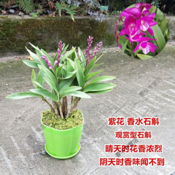 绿植香水石斛带花澳洲石斛兰花春节12-3月花期浓香花卉苗室内绿植盆栽