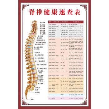 人体肌肉解剖图挂图人体内脏结构图全身器官分布穴位图人体骨骼图z189