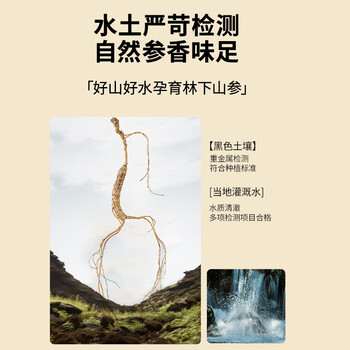 北京同仁堂【年货礼品】人参林下山参礼盒1.51-2.5g/B 整枝15年以上野山参 泡酒 滋补品送父母长辈送礼